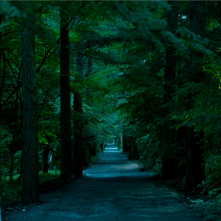 Dark path through a dense forest