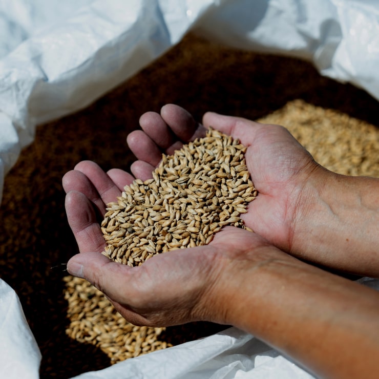 Hands holding barley grains